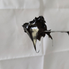 HM MOS2 Lithium Grease